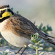 A male horned lark. Image: Marshal Hedin